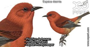 Picchion de Laysan (Himatione fraithii - Laysan Honeycreeper) est une espèce des oiseaux de la famille des Fringillidés (Fringillidae)