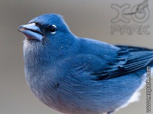 Le Pinson bleu (Fringilla teydea - Blue Chaffinch) est une espèce des oiseaux de la famille des Fringillidés (Fringillidae)