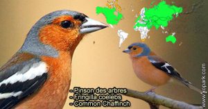Pinson des arbres (Fringilla coelebs - Common Chaffinch) est une espèce des oiseaux de la famille des Fringillidés (Fringillidae)