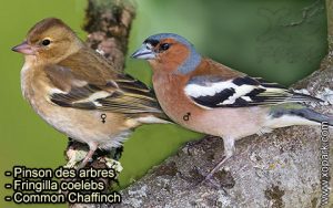 Pinson des arbres (Fringilla coelebs - Common Chaffinch) est une espèce des oiseaux de la famille des Fringillidés (Fringillidae)Pinson des arbres (Fringilla coelebs - Common Chaffinch) est une espèce des oiseaux de la famille des Fringillidés (Fringillidae)