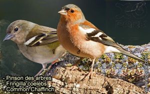 Pinson des arbres (Fringilla coelebs - Common Chaffinch) est une espèce des oiseaux de la famille des Fringillidés (Fringillidae)