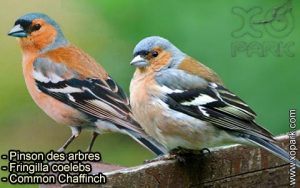 Pinson du Nord (Fringilla montifringilla - Brambling) est une espèce des oiseaux de la famille des Fringillidés (Fringillidae)