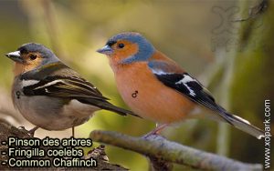 Pinson du Nord (Fringilla montifringilla - Brambling) est une espèce des oiseaux de la famille des Fringillidés (Fringillidae)