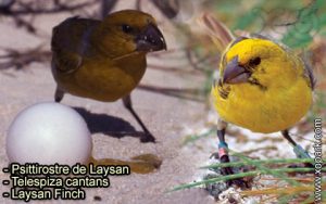 Psittirostre de Laysan (Telespiza cantans - Laysan Finch) est une espèce des oiseaux de la famille des Fringillidés (Fringillidae)