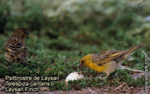 Psittirostre de Laysan (Telespiza cantans - Laysan Finch) est une espèce des oiseaux de la famille des Fringillidés (Fringillidae)