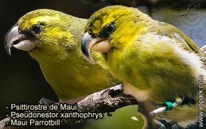 Psittirostre de Maui (Pseudonestor xanthophrys - Maui Parrotbill) est une espèce des oiseaux de la famille des Fringillidés (Fringillidae)