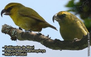 Psittirostre de Maui (Pseudonestor xanthophrys - Maui Parrotbill) est une espèce des oiseaux de la famille des Fringillidés (Fringillidae)