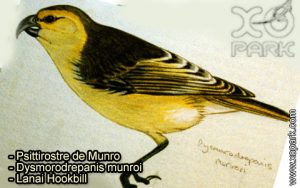 Psittirostre de Munro - Dysmorodrepanis munroi - Lanai Hookbill