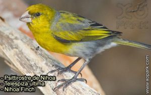 Psittirostre de Nihoa (Telespiza ultima - Nihoa Finch) est une espèce des oiseaux de la famille des Fringillidés (Fringillidae)
