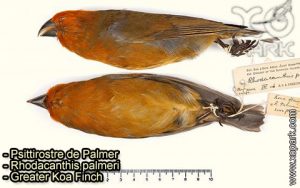 Psittirostre de Palmer (Rhodacanthis palmeri - Greater Koa Finch) est une espèce des oiseaux de la famille des Fringillidés (Fringillidae)