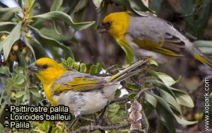 Psittirostre palila (Loxioides bailleui - Palila) est une espèce des oiseaux de la famille des Fringillidés (Fringillidae)
