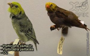 Psittirostre psittacin (Psittirostra psittacea - Ou) est une espèce des oiseaux de la famille des Fringillidés (Fringillidae)