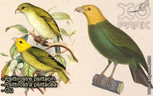Psittirostre psittacin (Psittirostra psittacea - Ou) est une espèce des oiseaux de la famille des Fringillidés (Fringillidae)