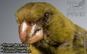 Psittirostre à gros bec (Chloridops kona - Kona Grosbeak) est une espèce des oiseaux de la famille des Fringillidés (Fringillidae)