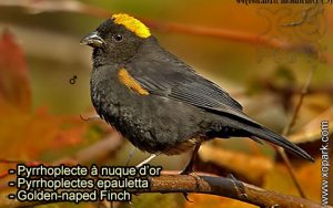 Pyrrhoplecte à nuque d'or (Pyrrhoplectes epauletta - Golden-naped Finch) est une espèce des oiseaux de la famille des Fringillidés (Fringillidae)