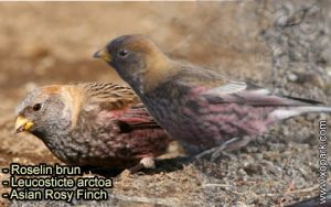 Roselin brun (Leucosticte arctoa - Asian Rosy Finch) est une espèce des oiseaux de la famille des Fringillidés (Fringillidae)