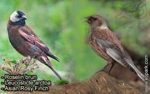 Roselin brun (Leucosticte arctoa - Asian Rosy Finch) est une espèce des oiseaux de la famille des Fringillidés (Fringillidae)