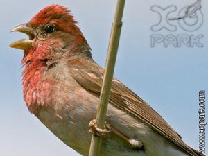 Roselin cramoisi (Carpodacus erythrinus - Common Rosefinch) est une espèce des oiseaux de la famille des Fringillidés (Fringillidae)