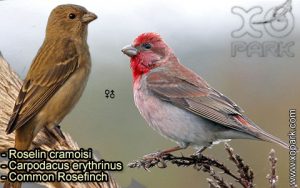 Roselin cramoisi (Carpodacus erythrinus - Common Rosefinch) est une espèce des oiseaux de la famille des Fringillidés (Fringillidae)