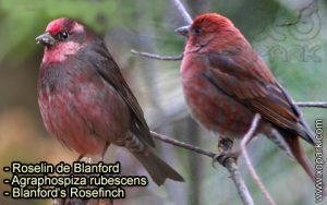 Roselin de Blanford (Agraphospiza rubescens - Blanford's Rosefinch) est une espèce des oiseaux de la famille des Fringillidés (Fringillidae)