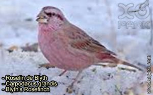 Roselin de Blyth - Carpodacus grandis - Blyth's Rosefinch