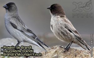 Leucosticte brandti - Roselin de Brandt - Brandt's Mountain Finch