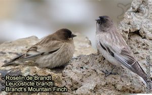 Leucosticte brandti - Roselin de Brandt - Brandt's Mountain Finch