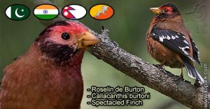 Roselin de Burton (Callacanthis burtoni - Spectacled Finch) est une espèce des oiseaux de la famille des Fringillidés (Fringillidae)