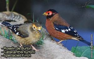 Roselin de Burton (Callacanthis burtoni - Spectacled Finch) est une espèce des oiseaux de la famille des Fringillidés (Fringillidae)