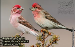 Roselin de Cassin (Haemorhous cassinii - Cassin's Finch) est une espèce des oiseaux de la famille des Fringillidés (Fringillidae)