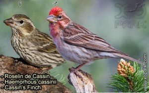 Roselin de Cassin (Haemorhous cassinii - Cassin's Finch) est une espèce des oiseaux de la famille des Fringillidés (Fringillidae)