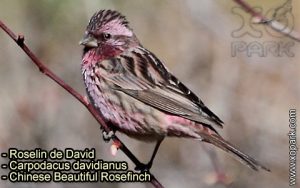 Roselin de David (Carpodacus davidianus - Chinese Beautiful Rosefinch) est une espèce des oiseaux de la famille des Fringillidés (Fringillidae)