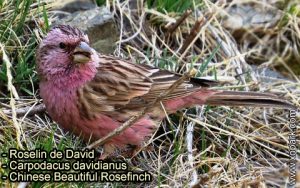 Roselin de David (Carpodacus davidianus - Chinese Beautiful Rosefinch) est une espèce des oiseaux de la famille des Fringillidés (Fringillidae)