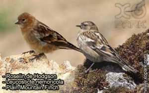 Roselin de Hodgson (Leucosticte nemoricola - Plain Mountain Finch) est une espèce des oiseaux de la famille des Fringillidés (Fringillidae)