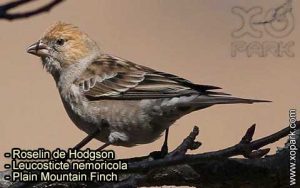 Roselin de Hodgson (Leucosticte nemoricola - Plain Mountain Finch) est une espèce des oiseaux de la famille des Fringillidés (Fringillidae)