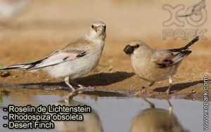 Roselin de Lichtenstein (Rhodospiza obsoleta - Desert Finch) est une espèce des oiseaux de la famille des Fringillidés (Fringillidae)