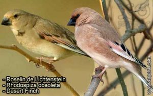 Roselin de Lichtenstein (Rhodospiza obsoleta - Desert Finch) est une espèce des oiseaux de la famille des Fringillidés (Fringillidae)