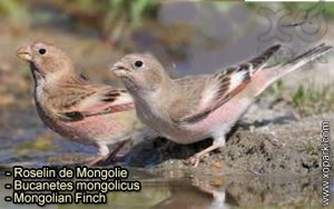Roselin de Mongolie (Bucanetes mongolicus - Mongolian Finch) est une espèce des oiseaux de la famille des Fringillidés (Fringillidae),