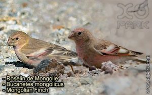 Roselin de Mongolie (Bucanetes mongolicus - Mongolian Finch) est une espèce des oiseaux de la famille des Fringillidés (Fringillidae),