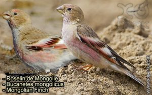 Roselin de Mongolie (Bucanetes mongolicus - Mongolian Finch) est une espèce des oiseaux de la famille des Fringillidés (Fringillidae),