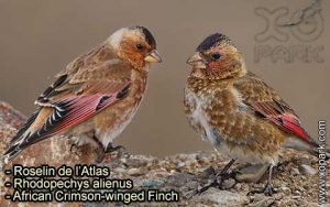 Roselin de l'Atlas (Rhodopechys alienus - African Crimson-winged Finch) est une espèce des oiseaux de la famille des Fringillidés (Fringillidae)