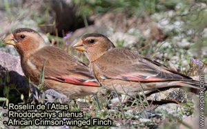 Roselin de l'Atlas (Rhodopechys alienus - African Crimson-winged Finch) est une espèce des oiseaux de la famille des Fringillidés (Fringillidae)
