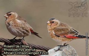 Roselin de l'Atlas (Rhodopechys alienus - African Crimson-winged Finch) est une espèce des oiseaux de la famille des Fringillidés (Fringillidae)Roselin de l'Atlas (Rhodopechys alienus - African Crimson-winged Finch) est une espèce des oiseaux de la famille des Fringillidés (Fringillidae)