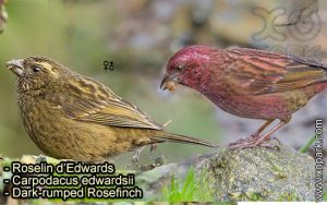 Roselin d'Edwards (Carpodacus edwardsii - Dark-rumped Rosefinch) est une espèce des oiseaux de la famille des Fringillidés (Fringillidae)