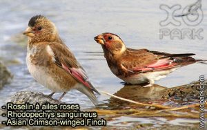 Roselin à ailes roses (Rhodopechys sanguineus - Eurasian Crimson-winged Finch) est une espèce des oiseaux de la famille des Fringillidés (Fringillidae)