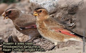 Roselin à ailes roses (Rhodopechys sanguineus - Eurasian Crimson-winged Finch) est une espèce des oiseaux de la famille des Fringillidés (Fringillidae)