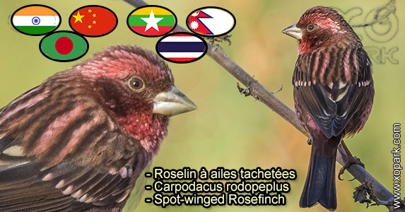 Roselin à ailes tachetées (Carpodacus rodopeplus - Spot-winged Rosefinch) est une espèce des oiseaux de la famille des Fringillidés (Fringillidae)