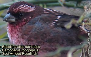 Roselin à ailes tachetées (Carpodacus rodopeplus - Spot-winged Rosefinch) est une espèce des oiseaux de la famille des Fringillidés (Fringillidae)
