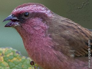 Roselin à dos rouge (Carpodacus rhodochlamys - Red-mantled Rosefinch) est une espèce des oiseaux de la famille des Fringillidés (Fringillidae)
