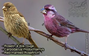 Roselin à dos rouge (Carpodacus rhodochlamys - Red-mantled Rosefinch) est une espèce des oiseaux de la famille des Fringillidés (Fringillidae)